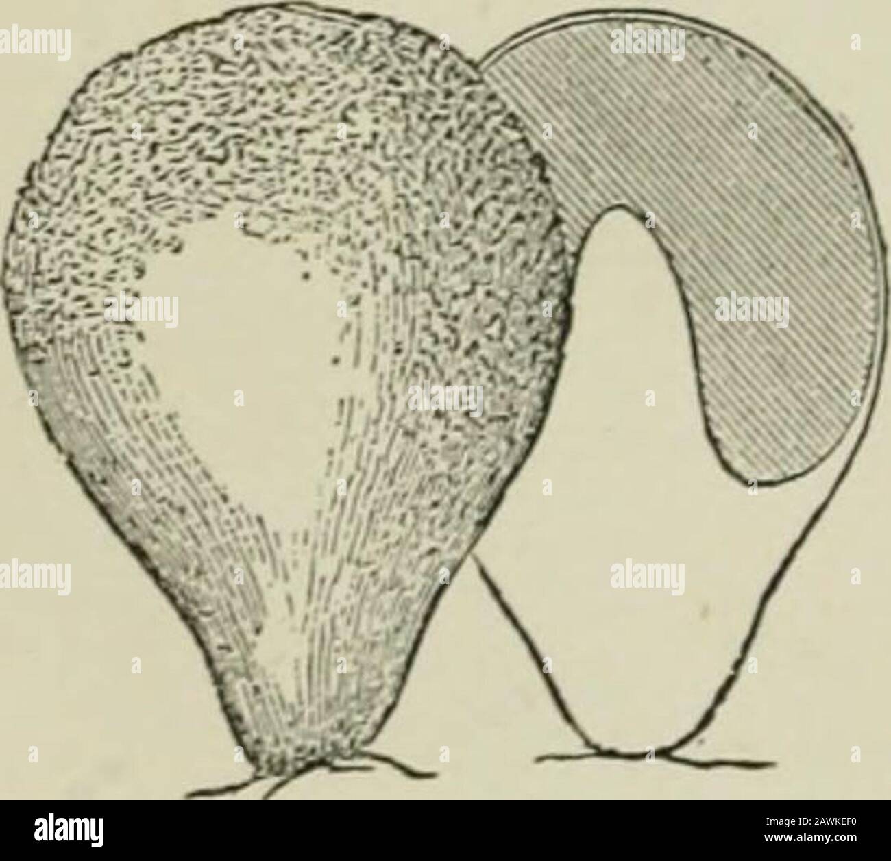 Introduction to the study of fungi : their organography, classification, and distribution for the use of collectors . riaceous by Polystictus, and theothers above named. The next form of receptacle to be adduced is the peridium,which completely encloses the reproductive organs, and mayalso be supported on a distinct carpophore, or it may be sessileon the mycelium, or invested by it, as in some subterraneanspecies. The Gastromycetes furnish this kind of receptacle, which is very often double, typicallyglobose, the outer coat or exoperidiumbeing a continuation of the cortexof the carpophore when Stock Photo