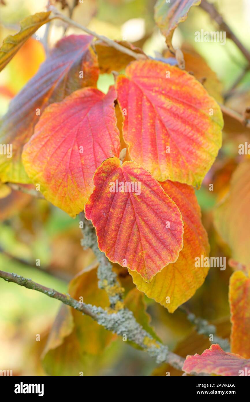 Witch hazel autumn leaves hamamelis hires stock photography and images