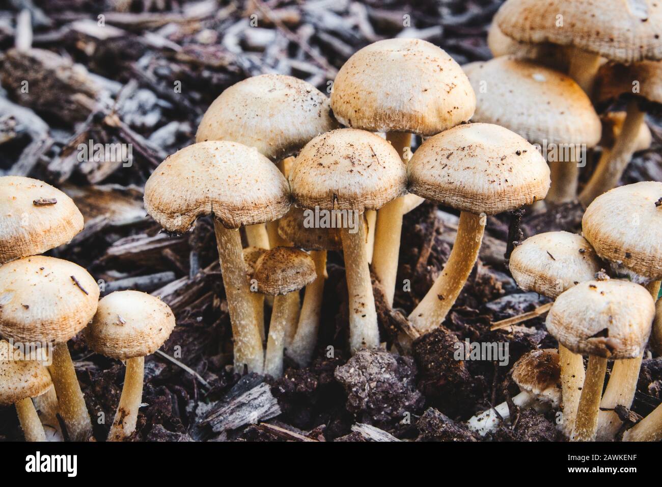 A cluster of Mulch Maids (Leratiomyces percevalii) mushrooms growing on