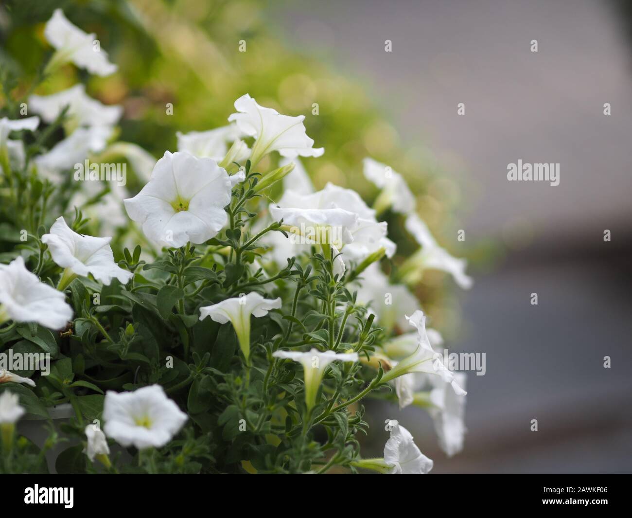 Petunia Easy wave color white flower beautiful on blurred of nature background Stock Photo