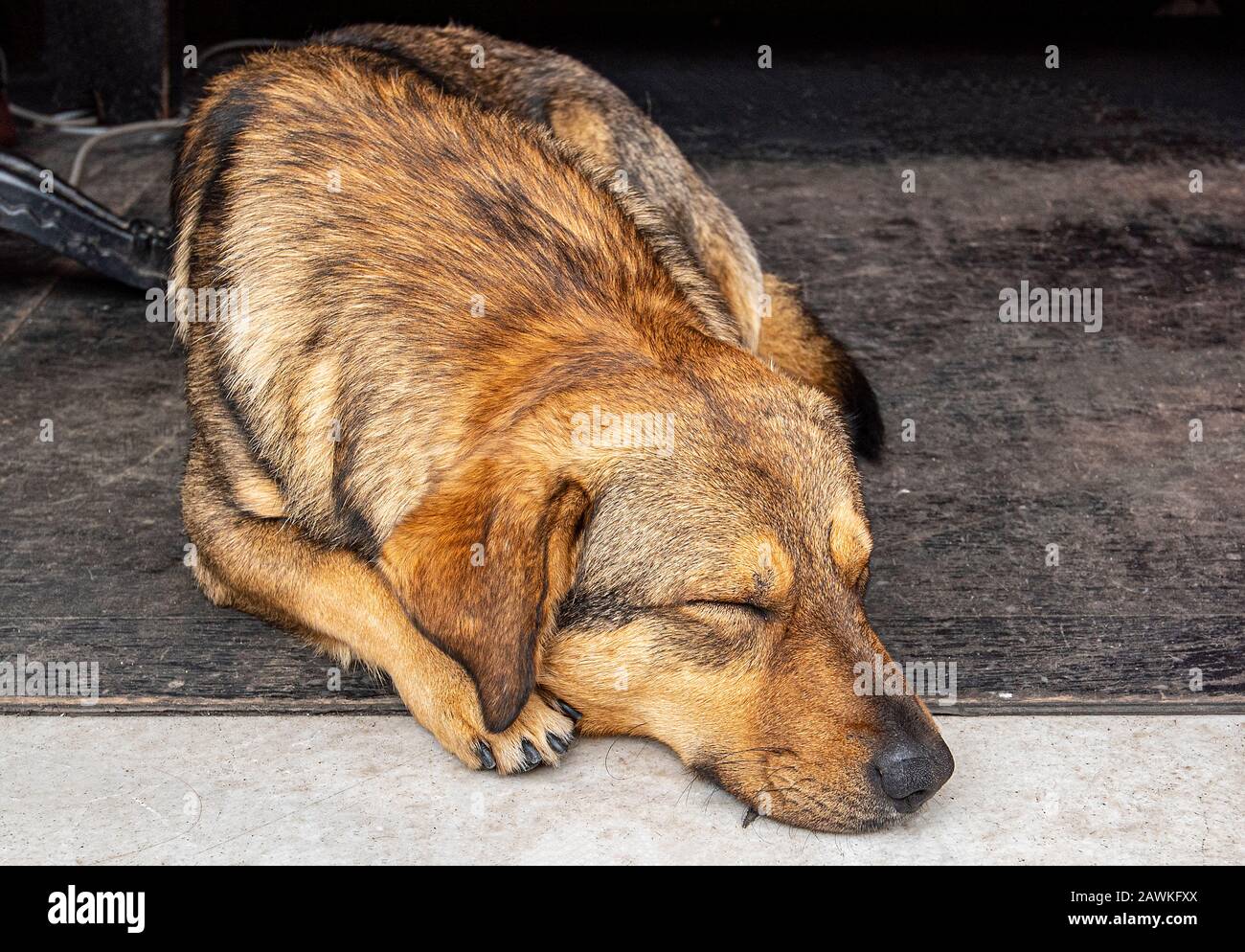 Abandoned dog lying on the ground Stock Photo