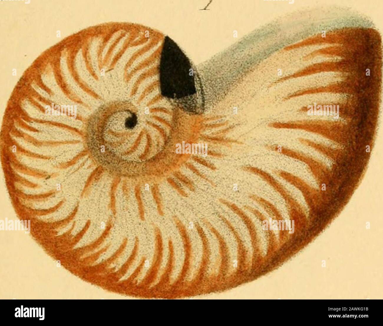 Divisions of a e f hi-res stock photography and images - Alamy