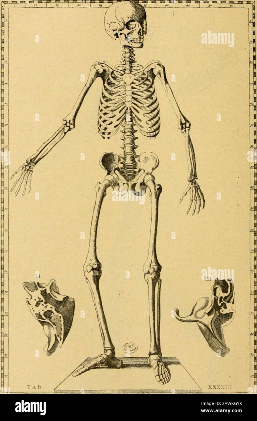 Histoire de l'anatomie plastique : les maitres, les livres et les écorchés . FI G. JI. PLANCHE DE MYOLOGIE. Daprès Eustachi.. FIG. }2. PLANCHE D O S T E O L O G I E. Daprès Eustjchi. Tauola.ill.delLib.I Stock Photo