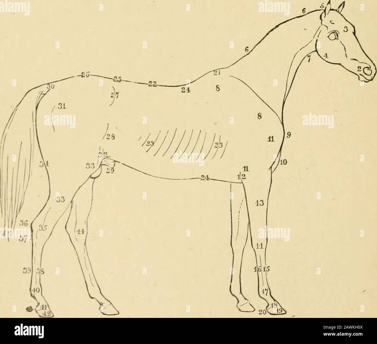 one generation horse