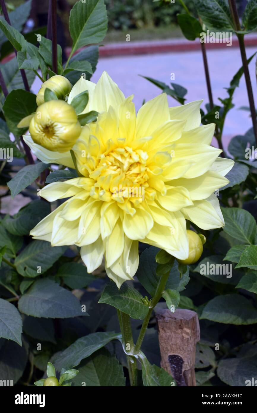 White dalia flowers Stock Photo