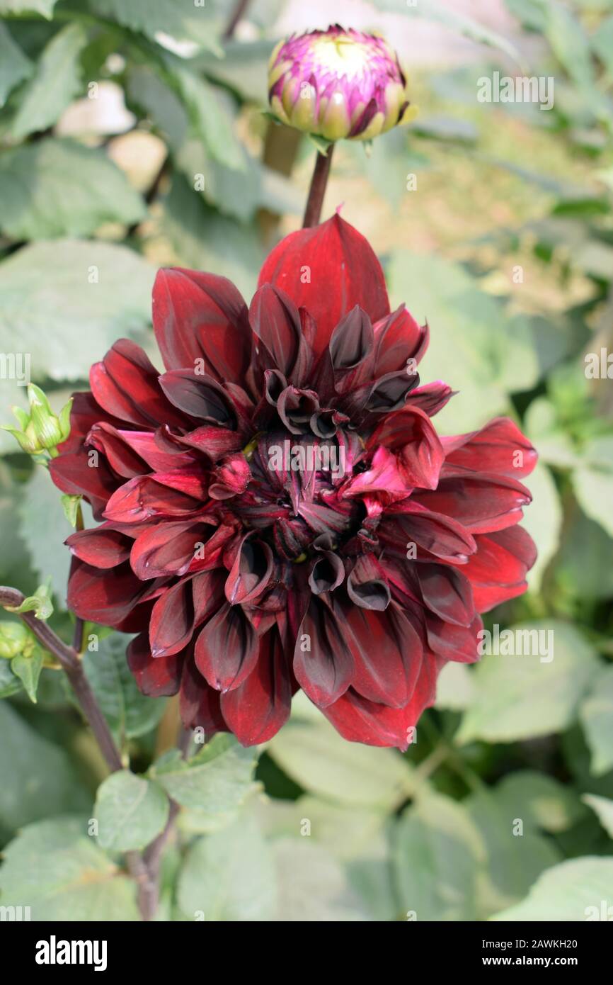 The flowers of evil hi-res stock photography and images - Alamy, image size:866x1390