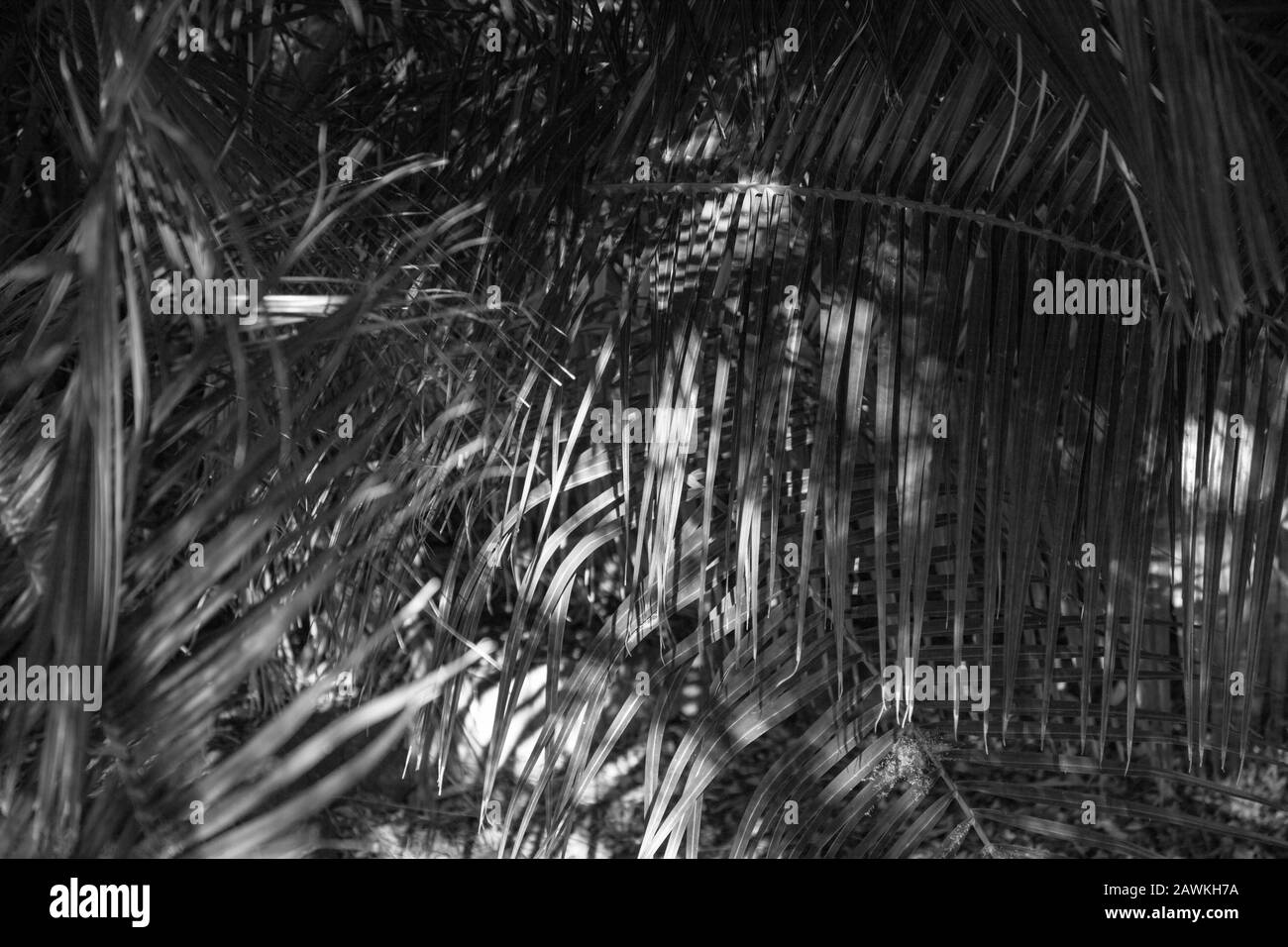 Black and white close-up of palm leaf seen in the garden. Stock Photo
