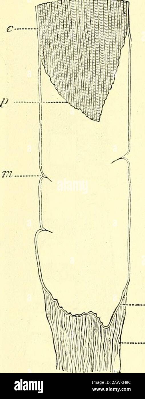 Quain's elements of anatomy . ontinued intothe muscular substance. In reality, how-ever, the fibres of each tendon-bundle endabruptly on reaching the rounded or obliquelytruncated extremity of a muscular fibre (fig.127), and are so intimately united to the pro-longation of sarcolemma which covers the ex-tremity, as to render the separation betweenthe two difficult if not impossible (Ranvier).The muscular substance, on the other hand,may readily be caused to retract from thesarcolemma at this point. The areolar tissuewhich lies between the tendon-bundles, passesbetween the ends of the muscular Stock Photo