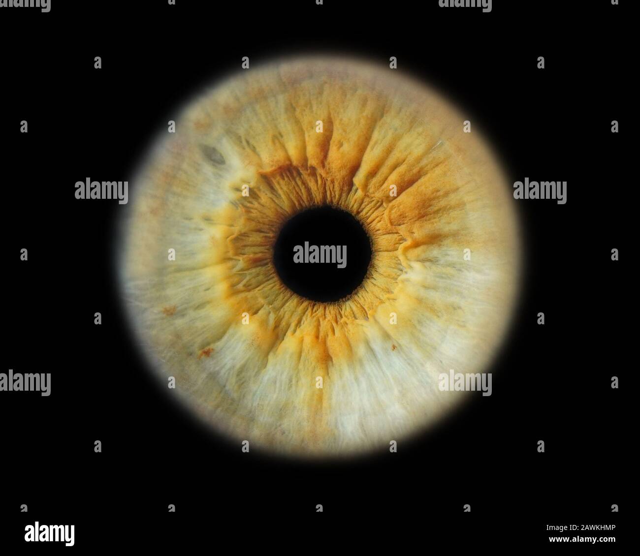 Human eye iris Stock Photo - Alamy
