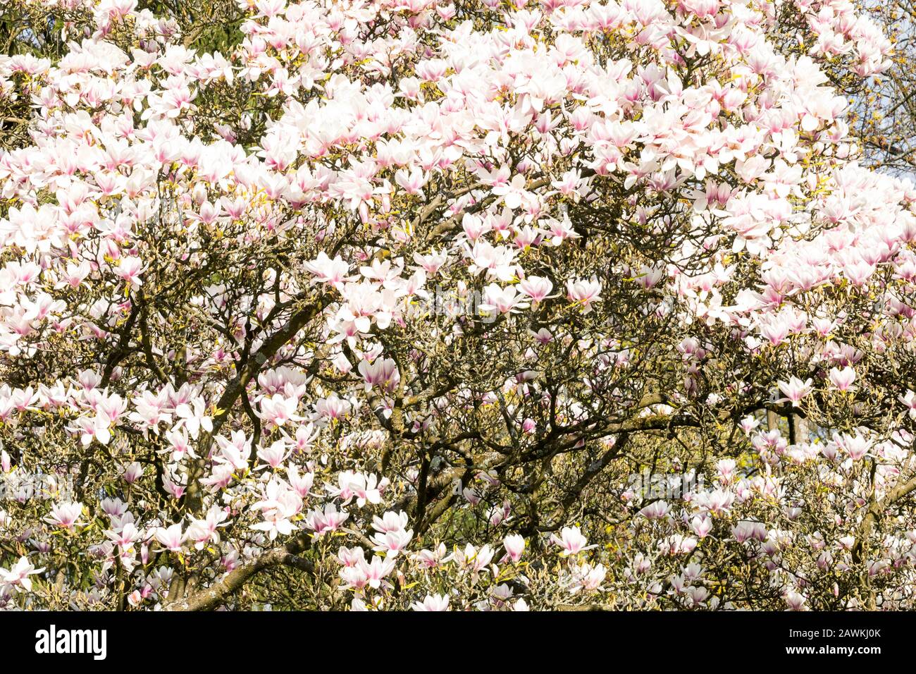 Saucer magnolia in full blossom Magnolia soulangeana Stock Photo Alamy