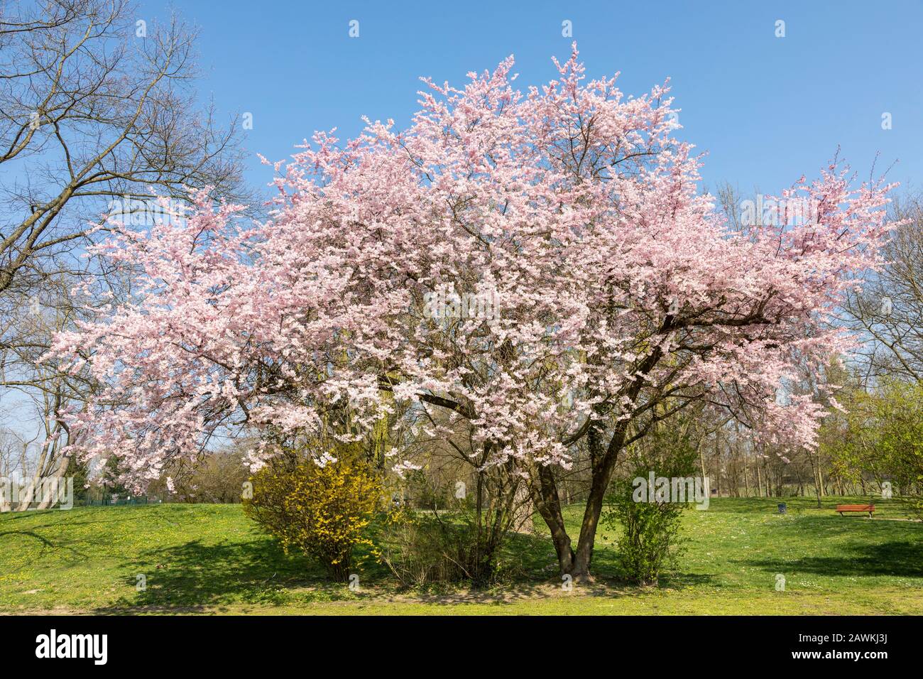 Japanese cherry tree in full blossom - Prunus serrulata Stock Photo