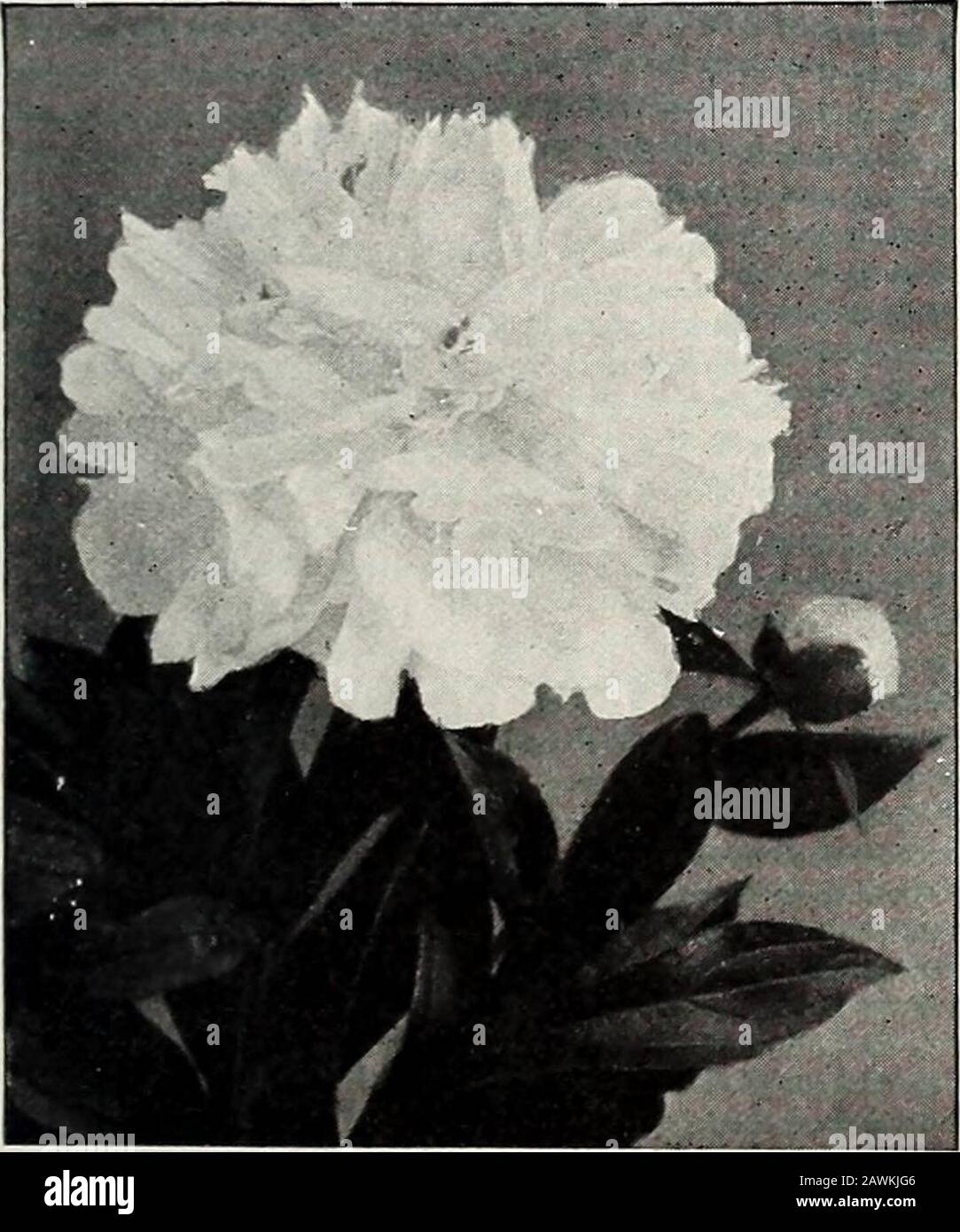 Rawson's bulb hand book / W.WRawson & Co. . JAPANESE PEONY -MAD. DE VERNEVILLE PEONY Aug. Lemonier. Beautiful dark crimson. Flower ofsuperb form and very double. Each, 50c.; doz., $5. Boule de Neige. Magnificent large cup-shaped bloom.White, lightly suffused with sulphur-yellow. Each.50 cts.; doz., $5. Charlemagne. Very pale salmon-rose, A very deli-cate and pleasing shade. Each, $1; doz., $10. Claire Dubois. Large globular flower, very full. Abeautiful pink, with glossy reflex. Ea., GOc.; doz., $0. Couronne dOr. Large imbricated bloom, white re-flexed yellow, center petals bordered carmine. A Stock Photo
