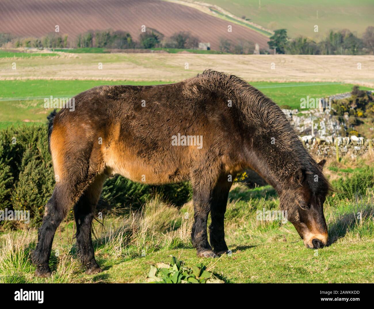 Close up of semi-feral wild Exmoor pony on Traprain Law, part of a grass conservation project, East Lothian, Scotland, UK Stock Photo