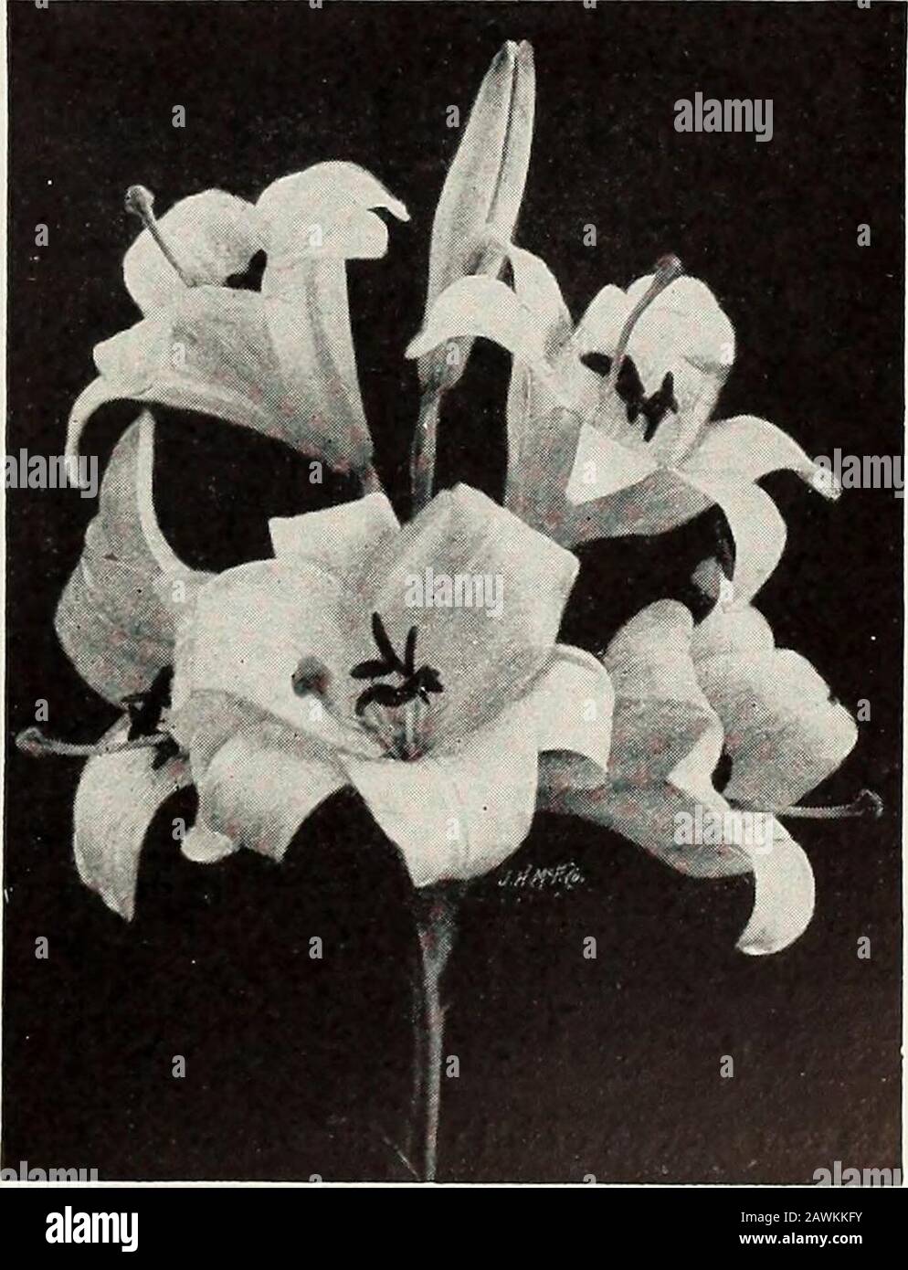 Rawson's bulb hand book / W.WRawson & Co. . $0 20 $2 00 $1(1 (1(1 XMMOlH Hll HS 35 i•J ^nou 2(1 III! 50 5 50 45 uo Speciosum roseum (Pink Japan Lily). White shaded ami spotted dark rose. Lakue Bul,bs 15 I 50 10 00 25 2 50 18 00 .luMBi) Bulbs 40 4 00 30 00 Speciosum rubrum (Red Japan Lily). White suflused and spot- ted crimson. Large Bulbs 15 1 50 10 00 25 2 50 18 no Ju.MBo Bt i.ns 40 4 00 30 00 Speciosum Melpomene. Large; deep crimson, heavily spotted ,.. 20 2 00 15 00 Speciosum magnificum. New. Most intensely colored of allSpeciosum varieties. A largeclump i)f these Lilies will makea wonderfu Stock Photo