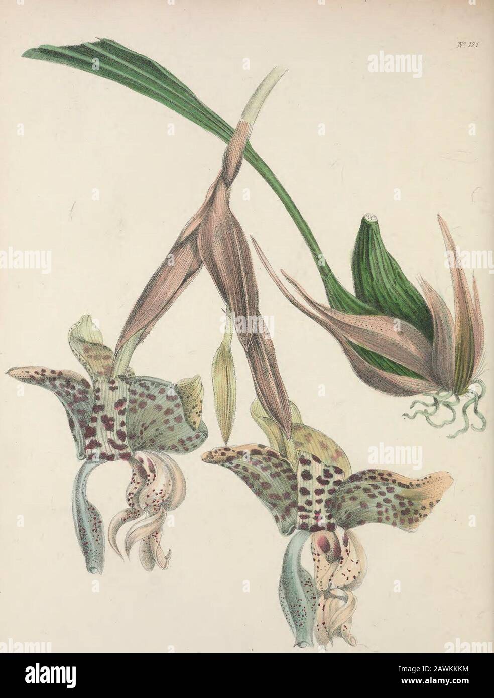 The floral cabinet and magazine of exotic botany . ndonVs systema, it is certainly very different from ours. In thepresent species, the stem is certainly not round and slender, but angular and stiff; 118 CHEIRANTHUS OCHROLEUCUS. and the leaves, instead of being only an inch in length, measure at least threeinches. We might mention several other points of difference, but these we thinkare sufficient to establish a material distinction between the plants in question. To find out under what name it came, has been fruitless ; and therefore, wehave given the above name, Ochroleucus. It is perfectly Stock Photo