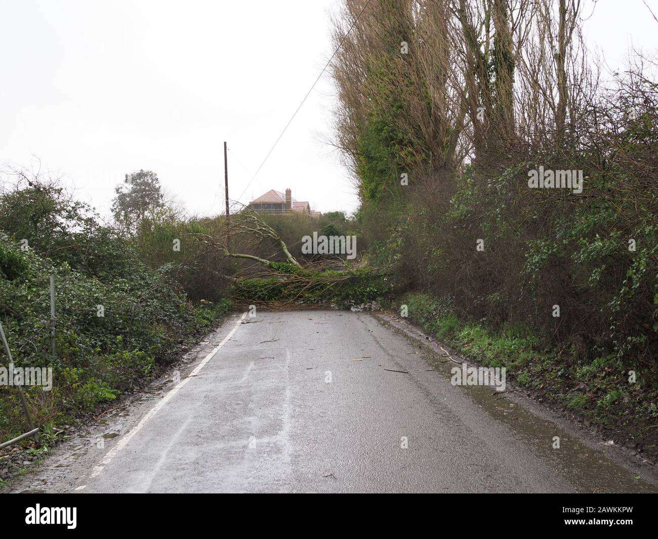 Minster on Sea, Kent, UK. 9th Feb, 2020. UK Weather: a fallen tree blocks Plough Road and brings down a cable in Minster on Sea, Kent due to Storm Ciara. Credit: James Bell/Alamy Live News Stock Photo