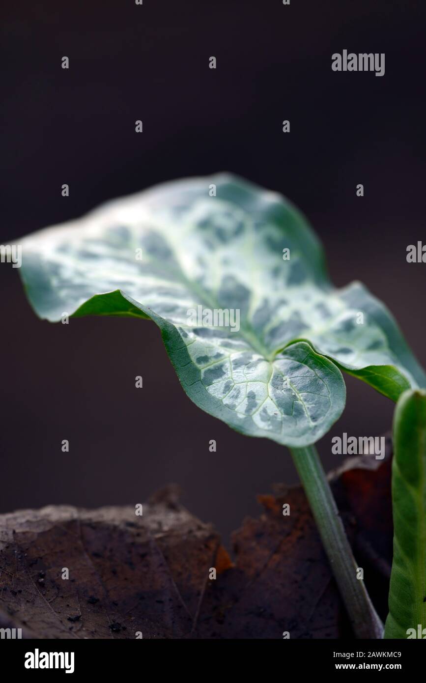 Arum italicum Edward Dougal,mottled,spotted,leaves,foliage,shades of Green,variegated,lords and ladies,shade,shady,shaded,woodland garden,woods,RM Flo Stock Photo