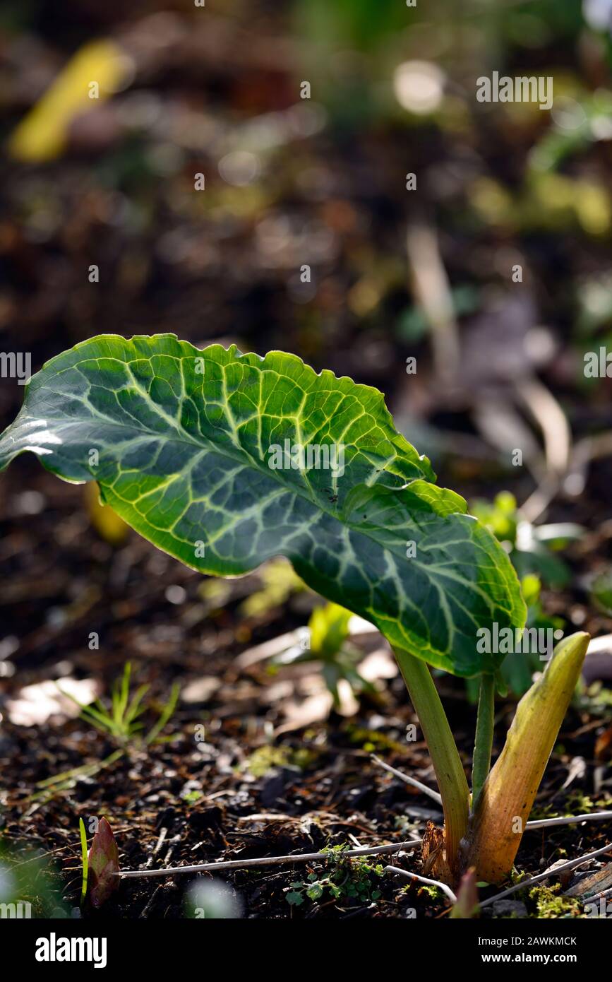 Arum concinnatum Mount Ida,mottled,spotted,leaves,foliage,shades of
