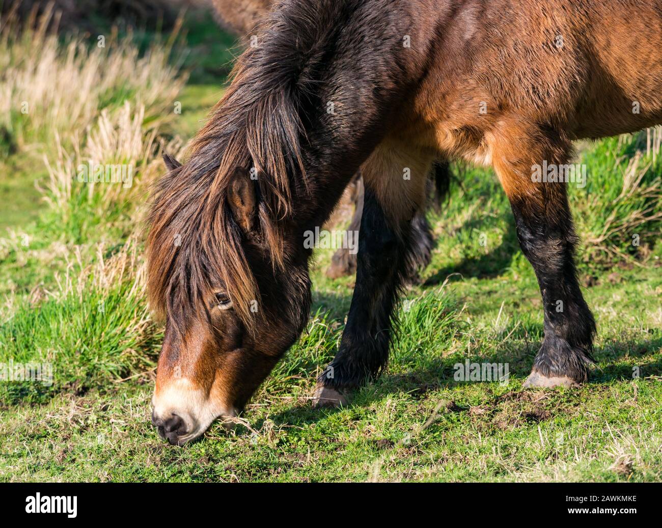 Close up of semi-feral wild Exmoor pony on Traprain Law, part of a grass conservation project, East Lothian, Scotland, UK Stock Photo