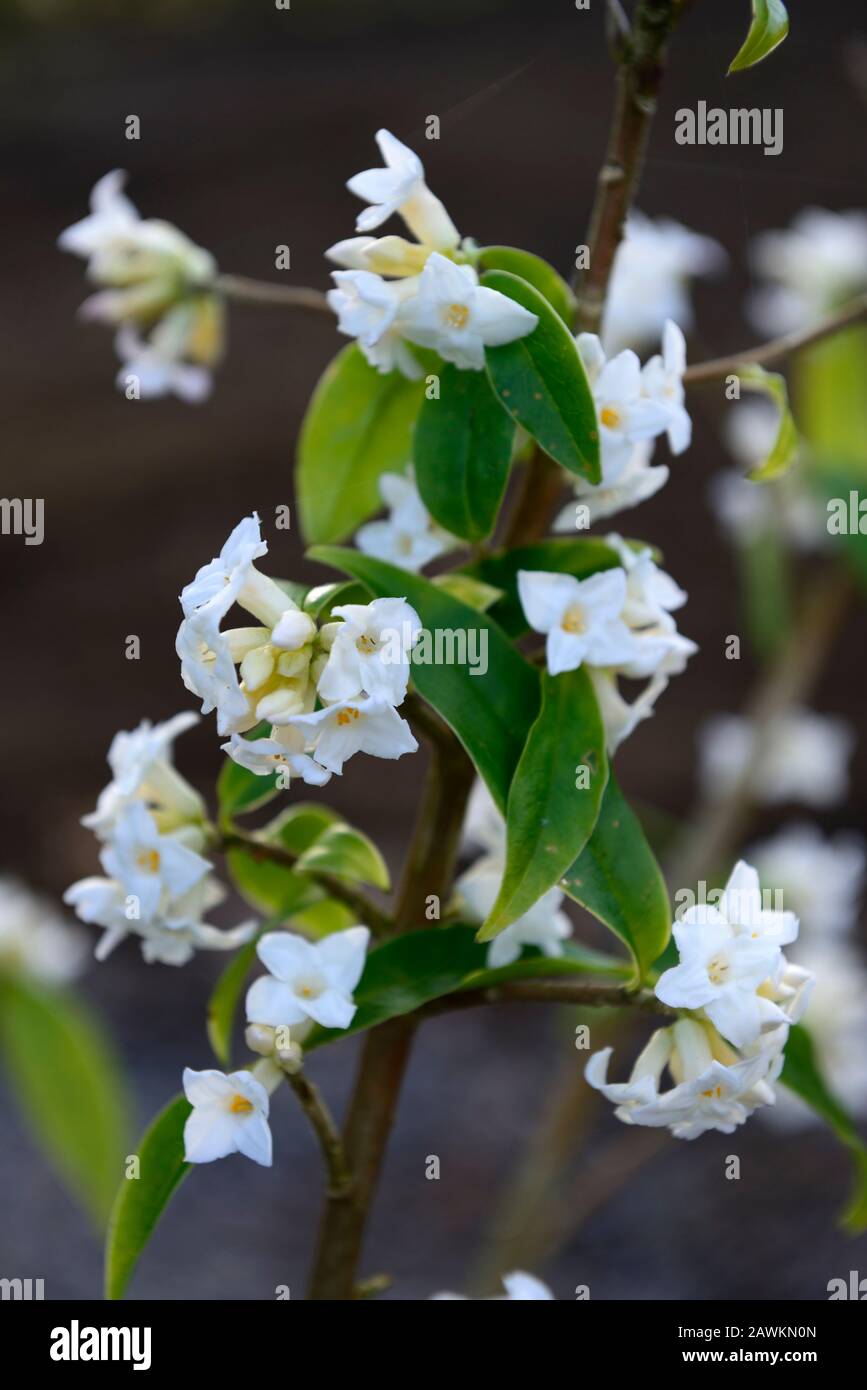 daphne bholua garden house ghost,white flowers,winter flowering shrub,scent,scented,fragrant,perfume,perfumed,smell,blossom,shrubs,winter,RM Floral Stock Photo