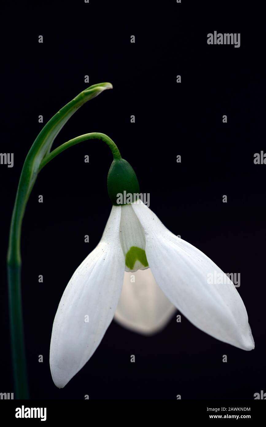 galanthus elwesii var monostictus Grayswood,snowdrop,snowdrops,spring,flower,flowers,flowering,white,green marking,markings,marked,mark,RM Floral Stock Photo
