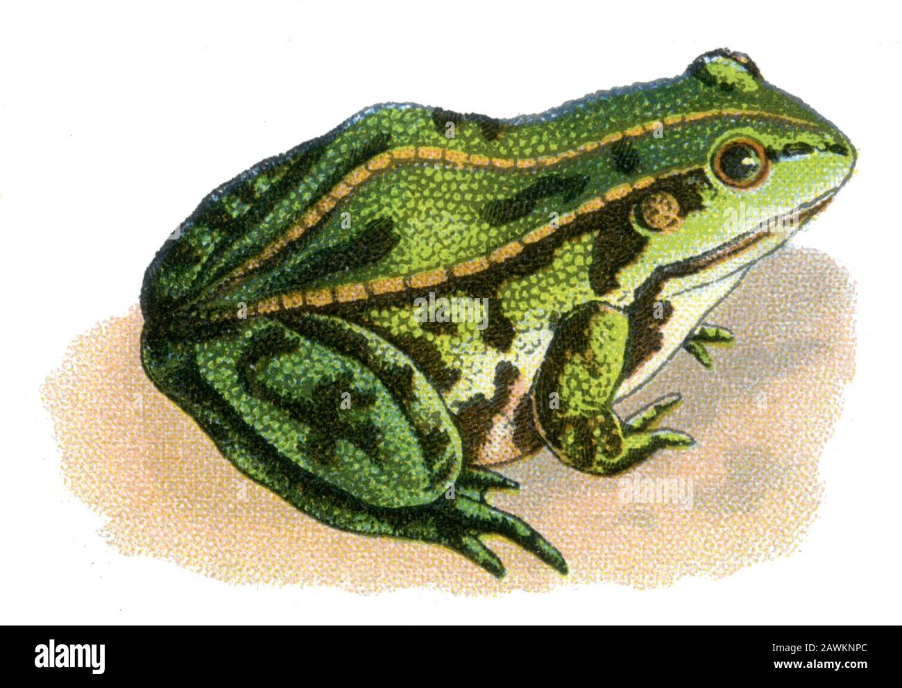 edible frog Rana esculenta,  (, ) Stock Photo