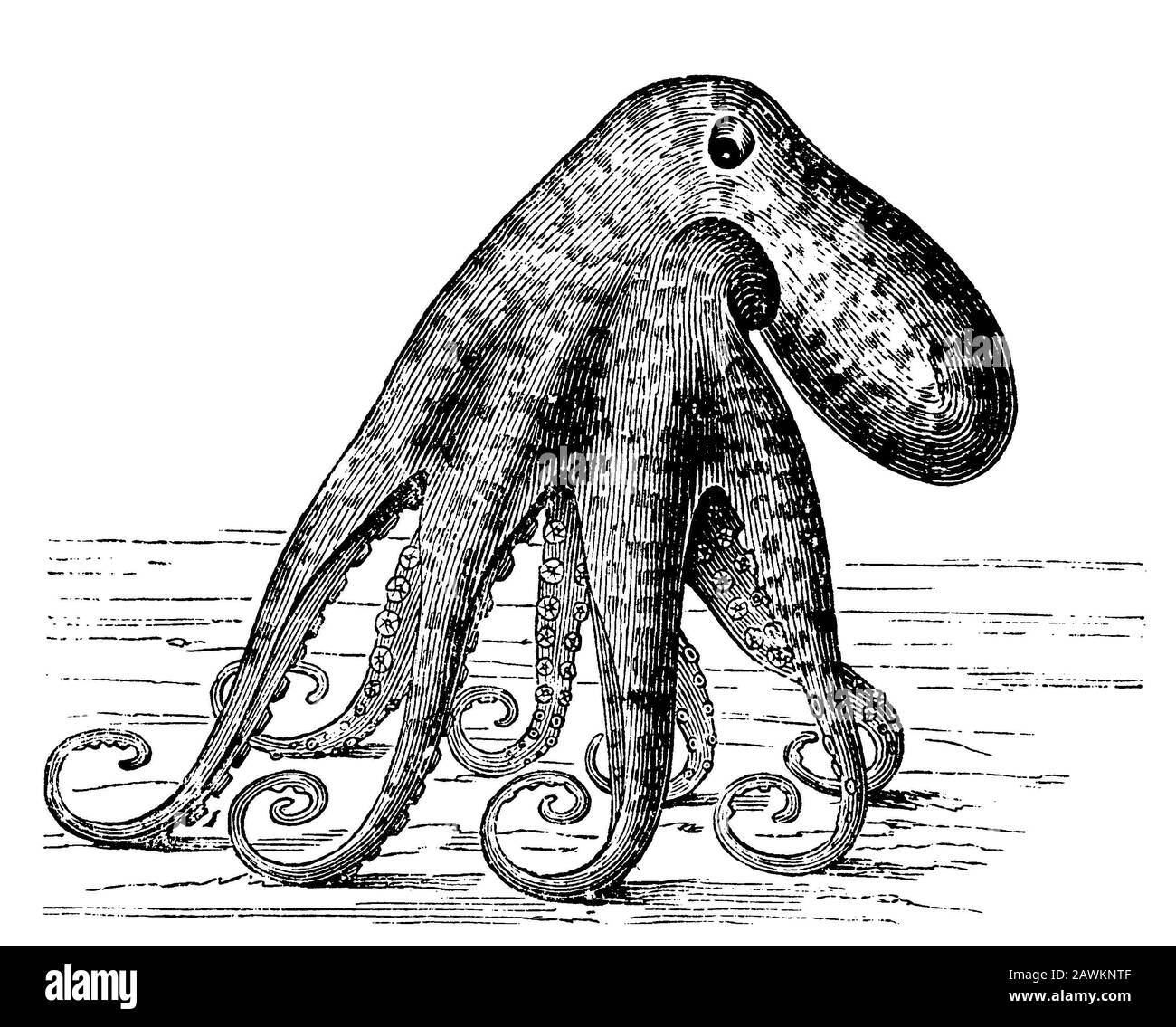 octopus, Octopus vulgaris, anonym (zoology book, 1889) Stock Photo