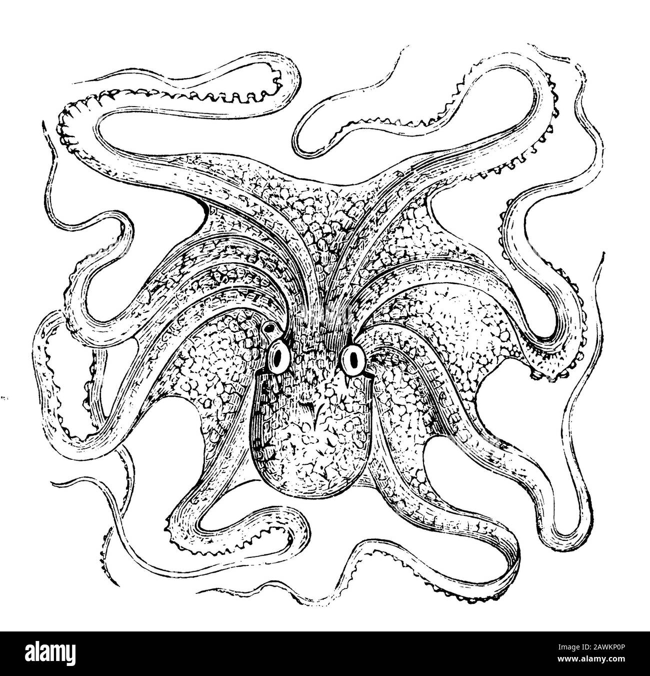 octopus, Octopus vulgaris, (zoology book, 1876 Stock Photo Alamy