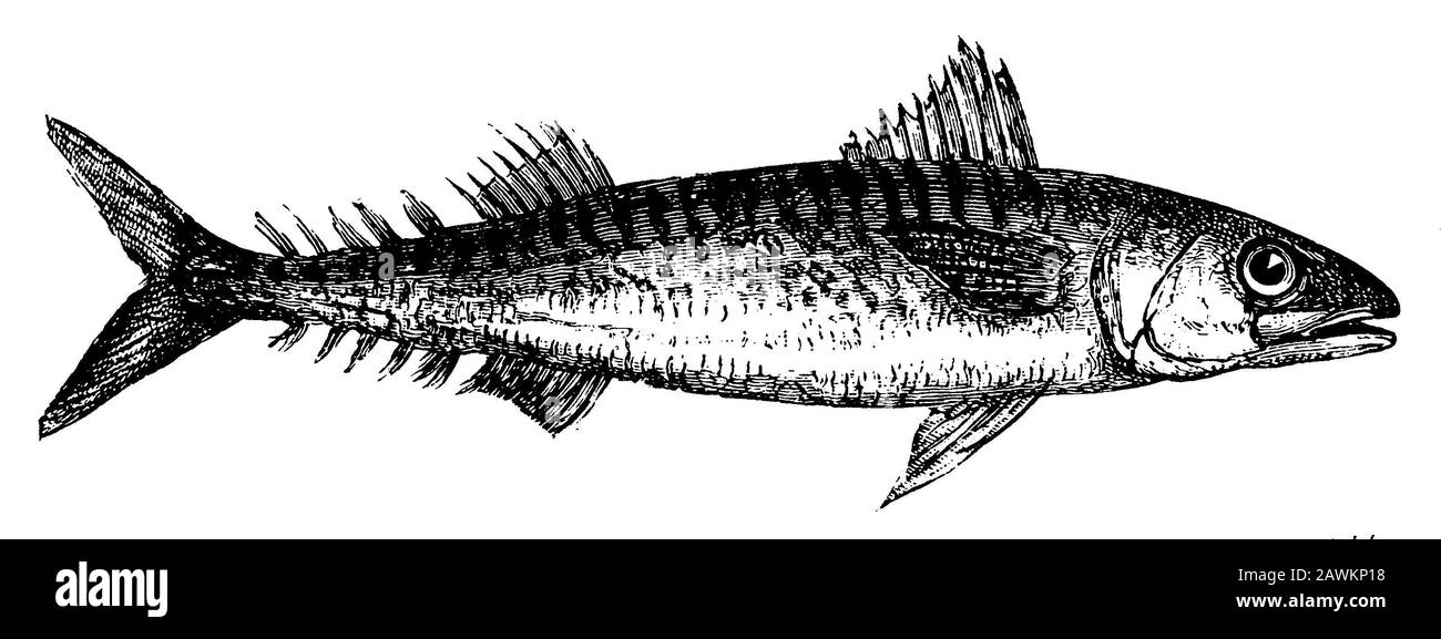 Large 21cm Flying Fish Stock Mackerel