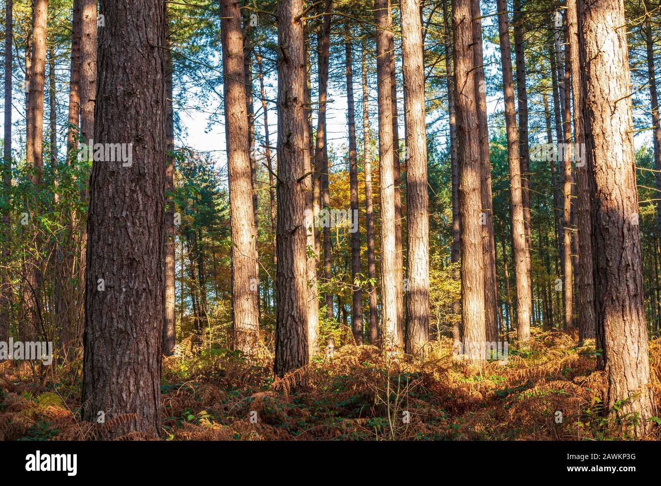 Sherwood pines forest park hires stock photography and images Alamy