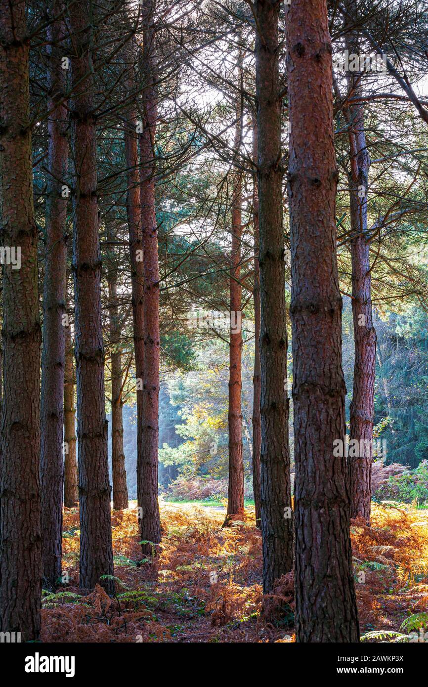 Autumnal pine Forest in Sherwood Forest, Nottinghamshire, England Stock Photo
