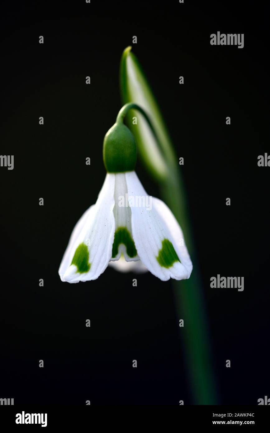 Galanthus Trymposter High Resolution Stock Photography and Images - Alamy