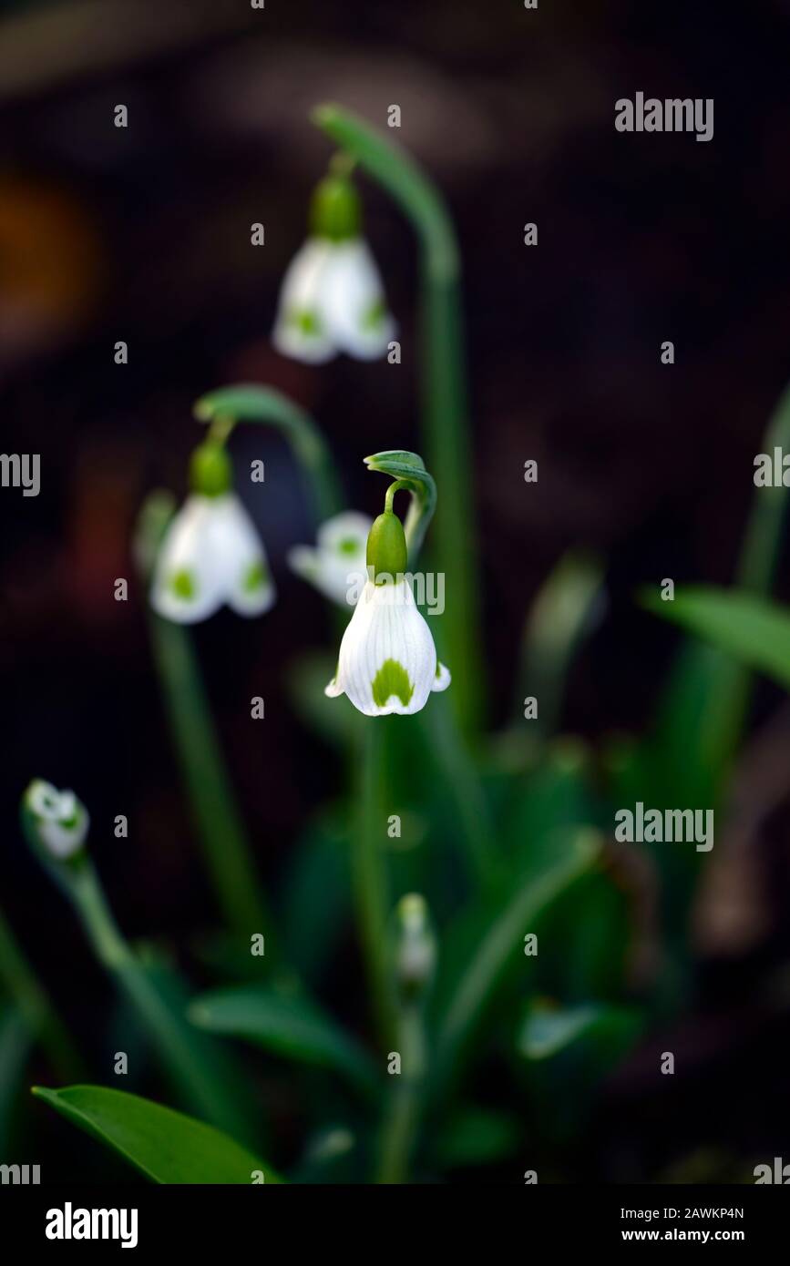 galanthus plicatus trymlet,virescent hybrid snowdrop,green markings,virescent,Snowdrop,snowdrops,spring,flower,flowers,RM Floral Stock Photo