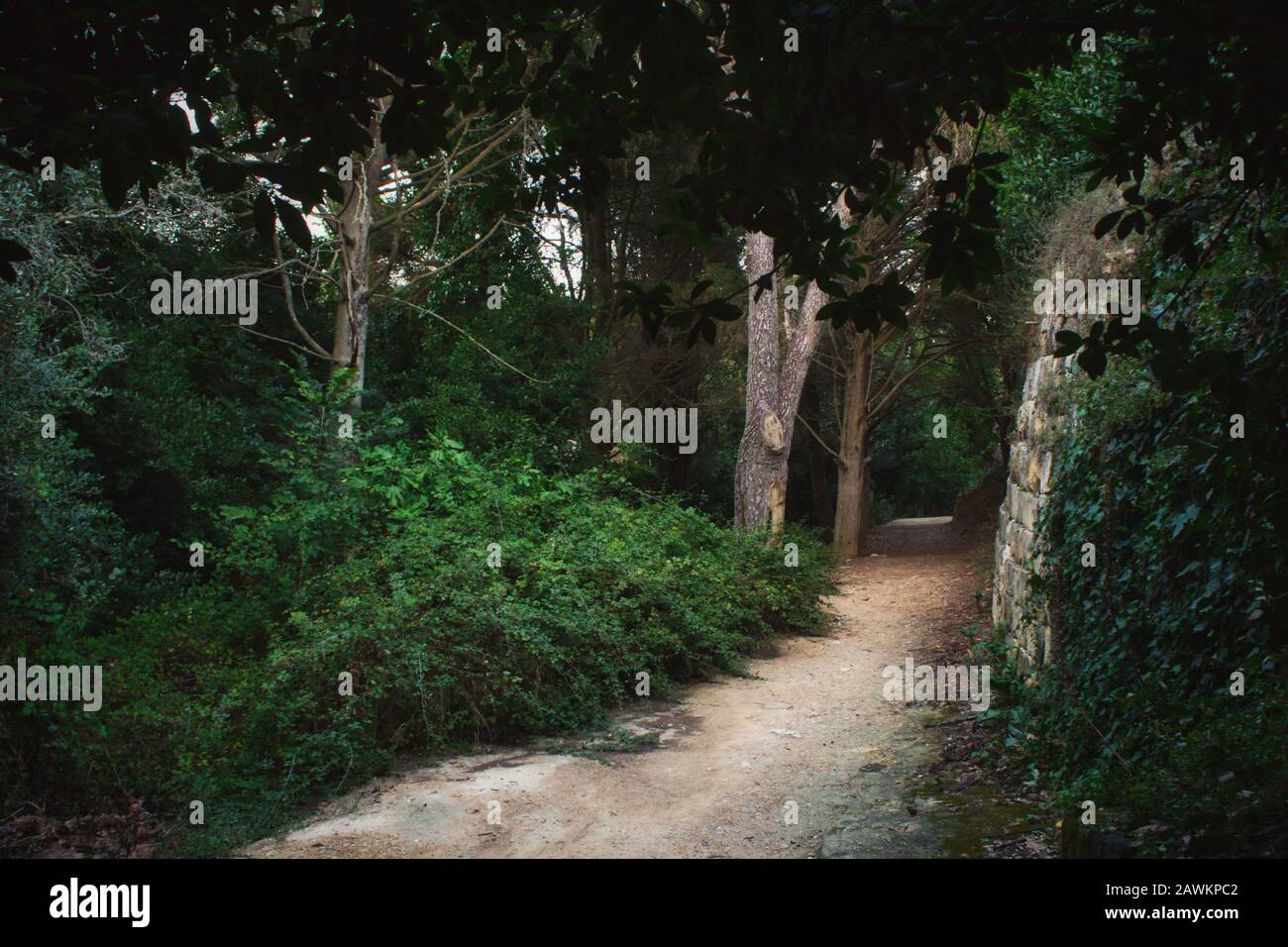 Footpath leading through the forest in dense vegetation Stock Photo