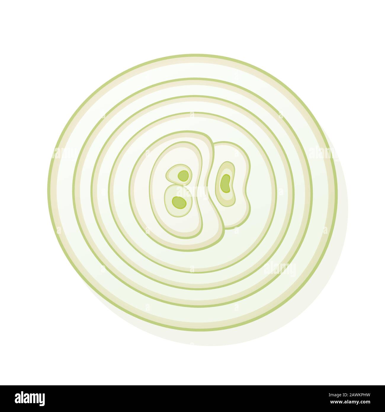 Sliced onion isolated on white background. Rings of onion. Vector