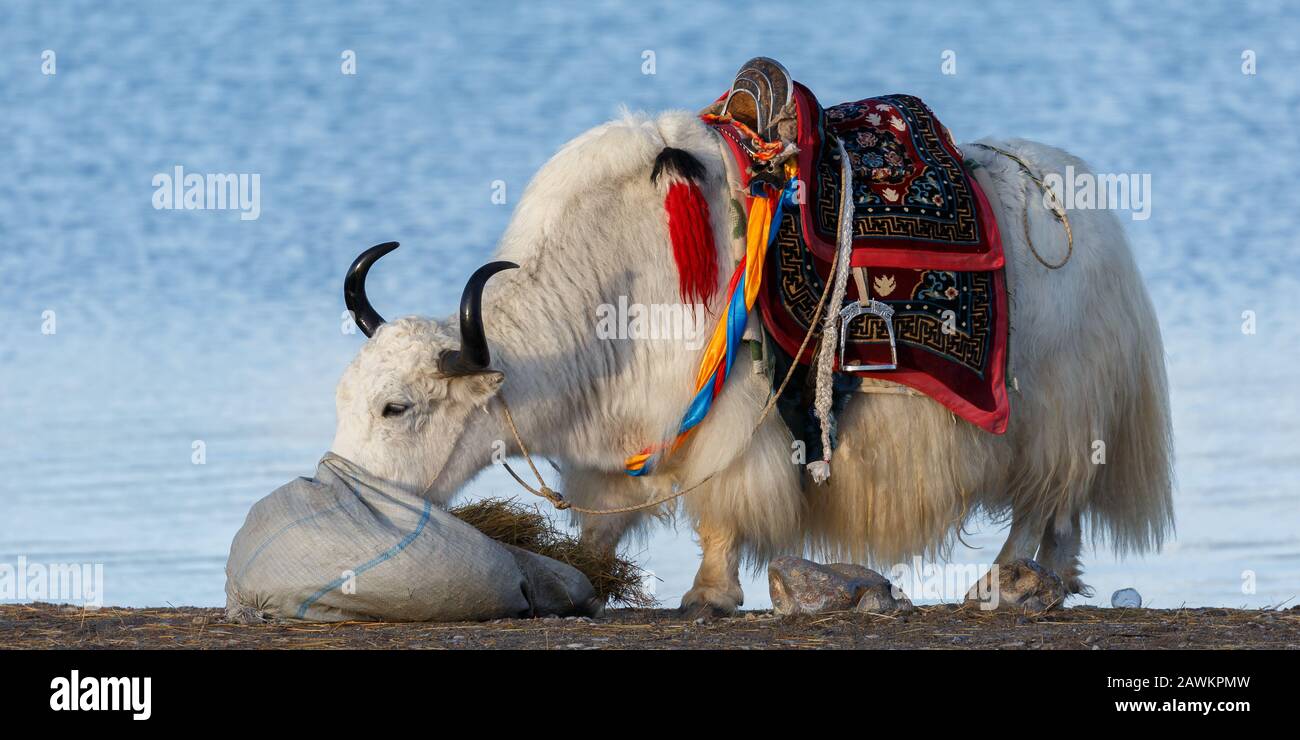 Close-up of white, furry yak with black horns. Eating grass and having a colorful saddle on its back. In the background the waters of Nam Tso Lake. Stock Photo
