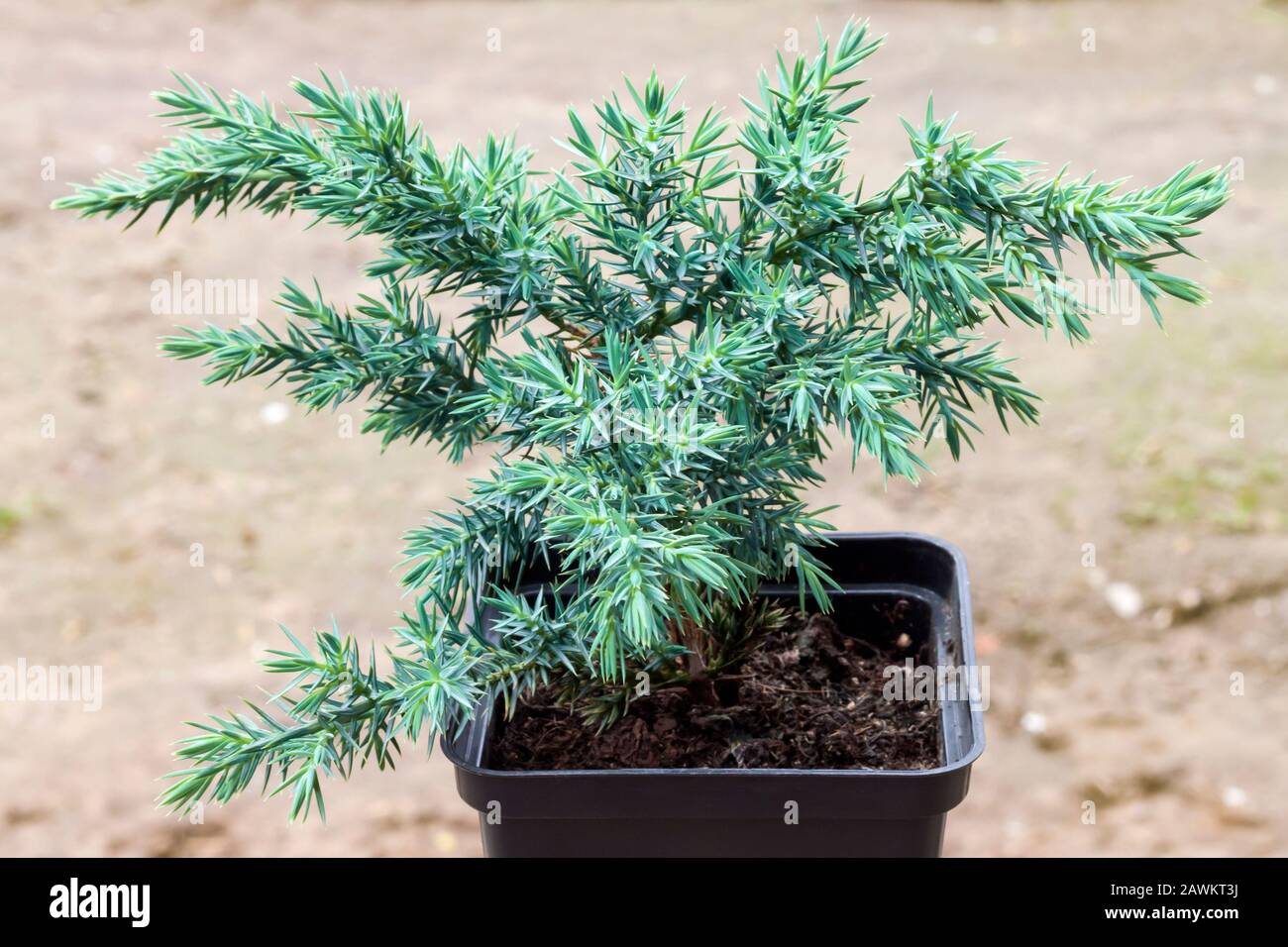 Juniperus squamata Hunnetorp (flaky juniper or Himalayan juniper) in pot closeup on blurred soil background Stock Photo