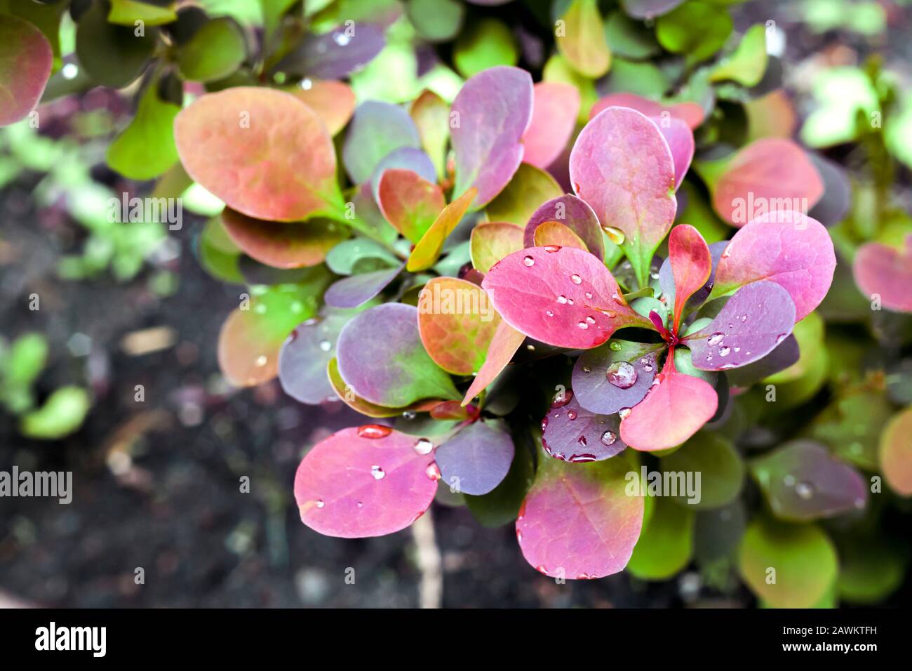 Berberis thunbergii (the Japanese barberry, Thunberg's barberry, or red barberry). Young plant of Berberis thunbergii atropurpurea in spring Stock Photo