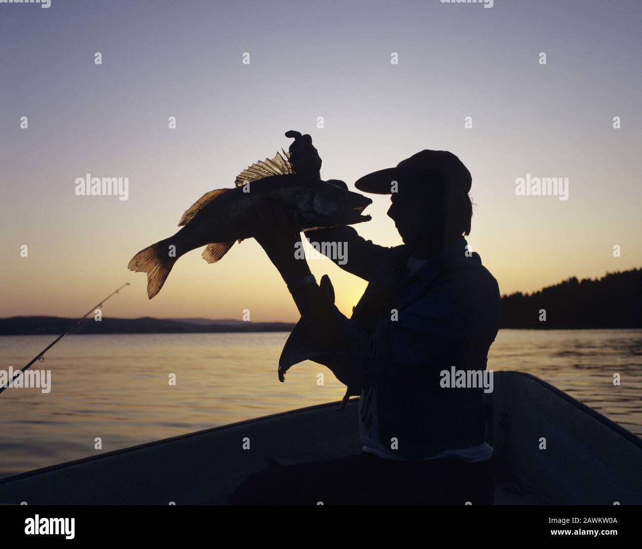 Fisherman with pike-perch catch Stock Photo