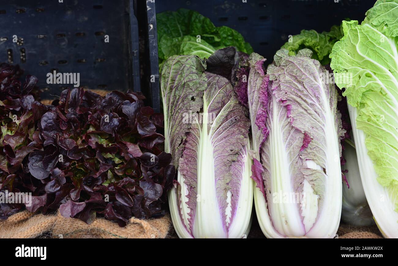 An array of lettecuse at a farmser market stall. Stock Photo