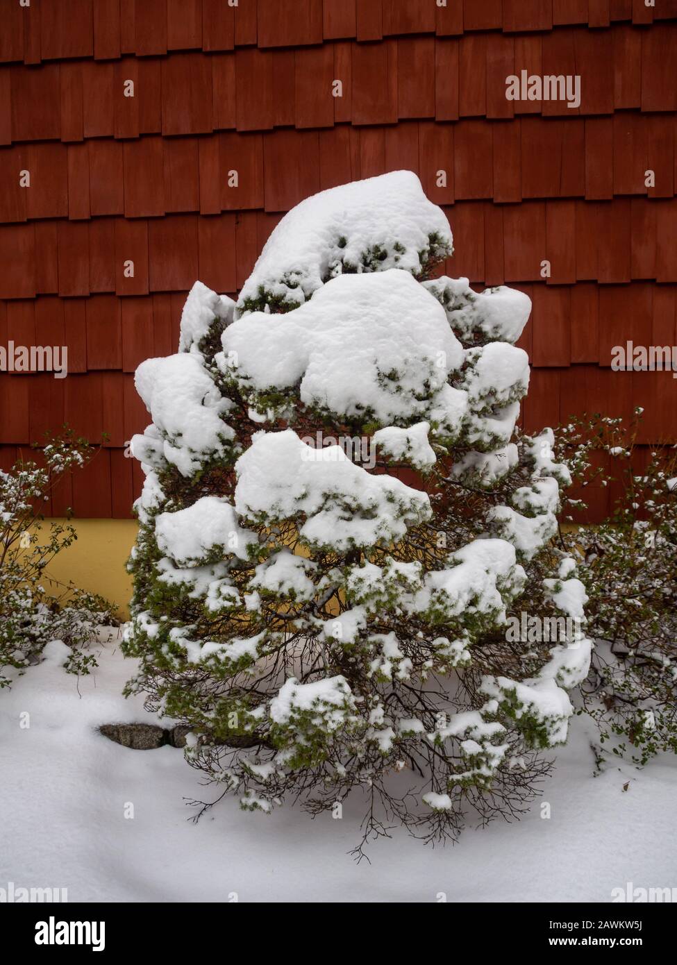Small evergreen tree hi-res stock photography and images - Alamy