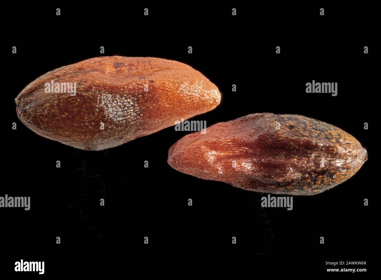 Caltha palustris, Marsh marigold, Sumpf-Dotterblume, close up, seeds, 2-3 mm long Stock Photo