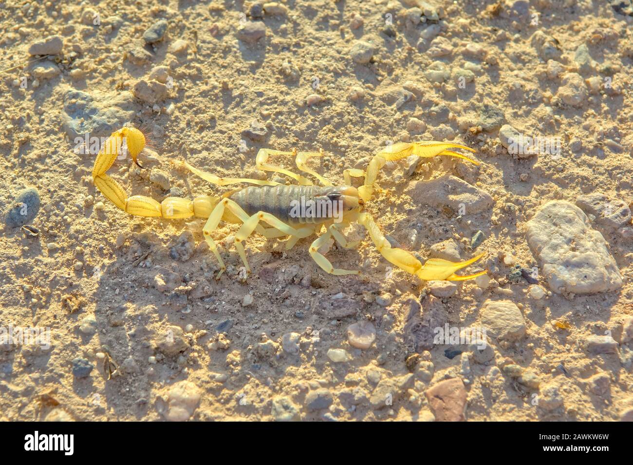 A Giant Hairy Scorpion native to Arizona stretched out in the early morning sun. Stock Photo