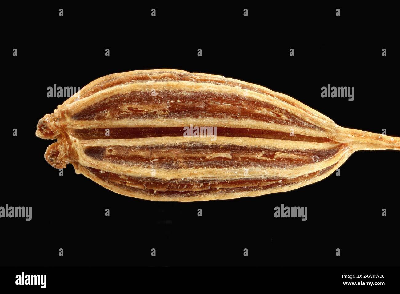 Carum carvi, Caraway, Kümmel, close up, seeds (fruit), 3-5 mm long Stock Photo