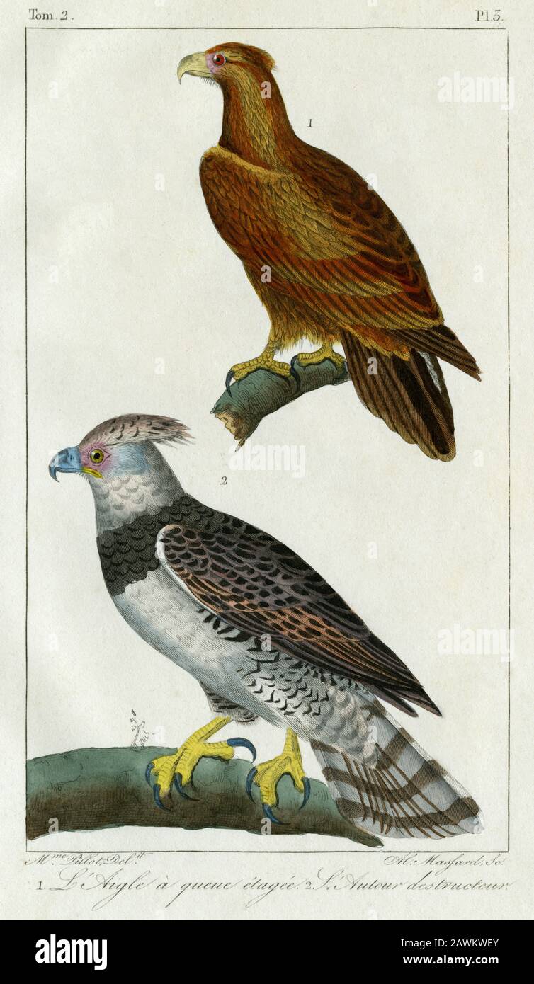 Two eagles. Engraving created in 1830, from a drawing by Madame C