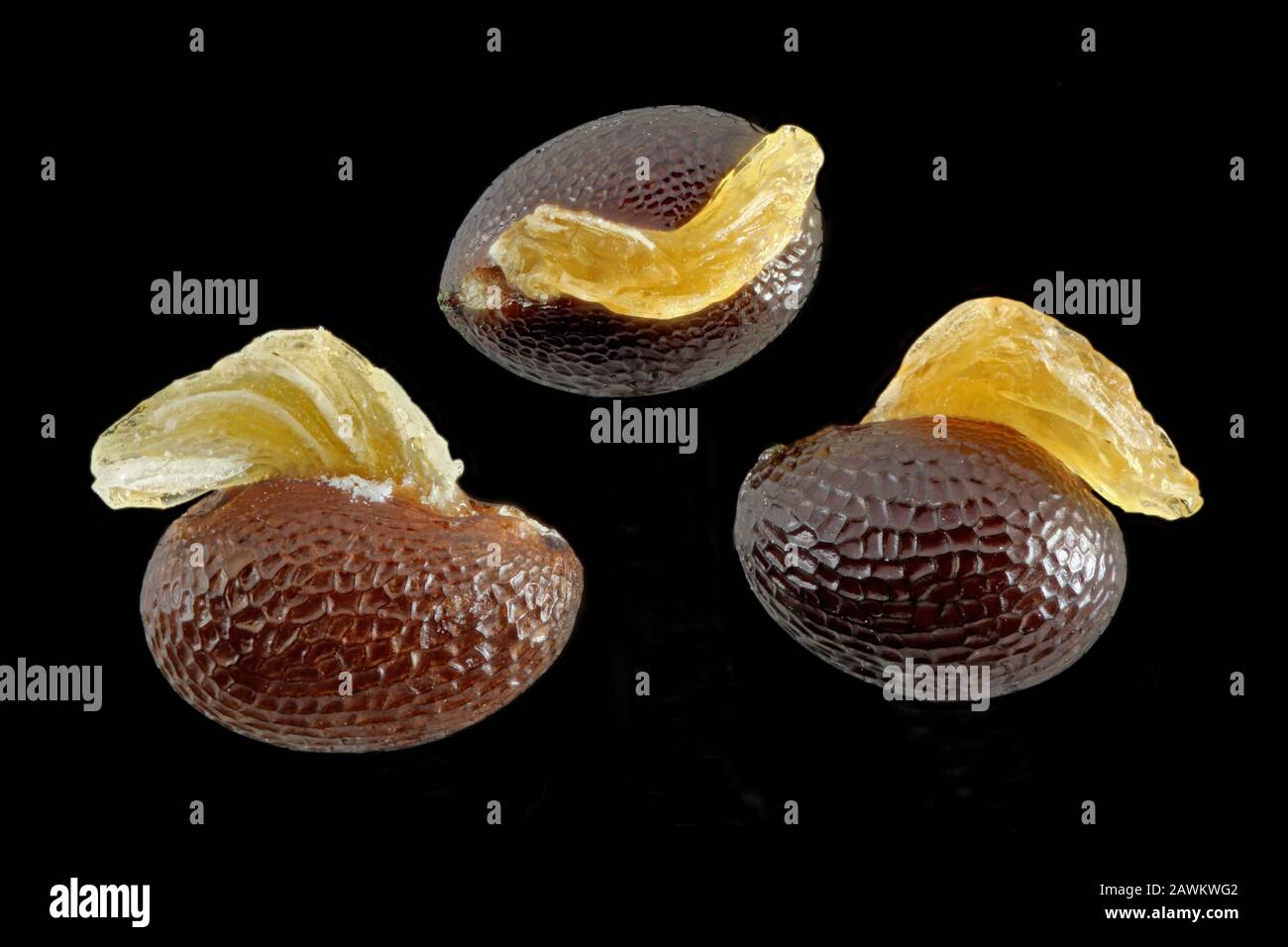 Chelidonium majus, Greater celandine, Schöllkraut, close up, seeds with elaiosome, 1.5 mm long Stock Photo