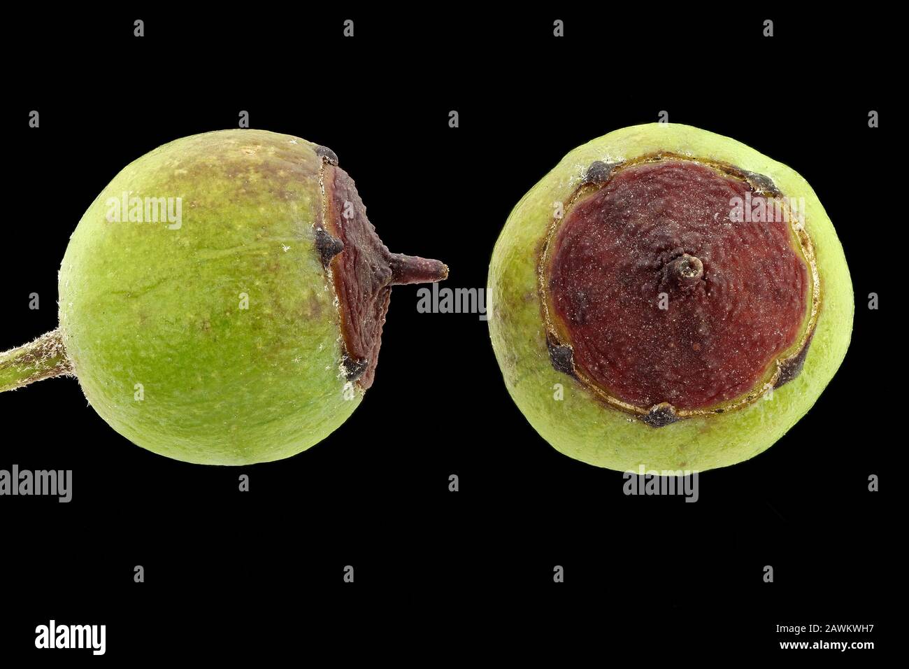 Hedera helix, Ivy, Efeu, fruits, close up, 5-9 mm in diameter Stock Photo