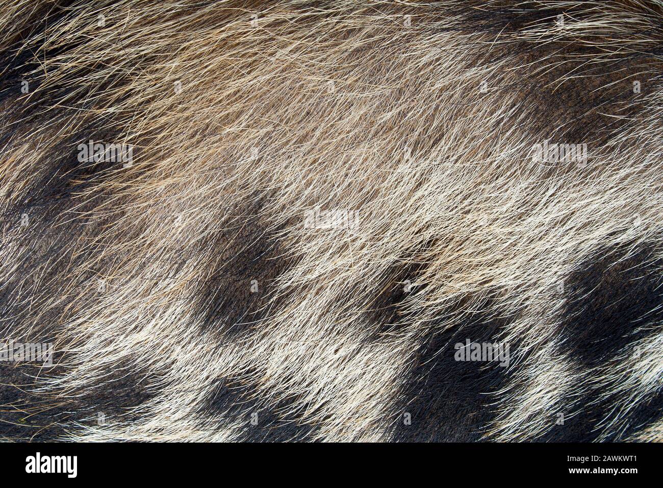 Hairy pig skin texture close up with a blotchy brown black and white pattern Stock Photo