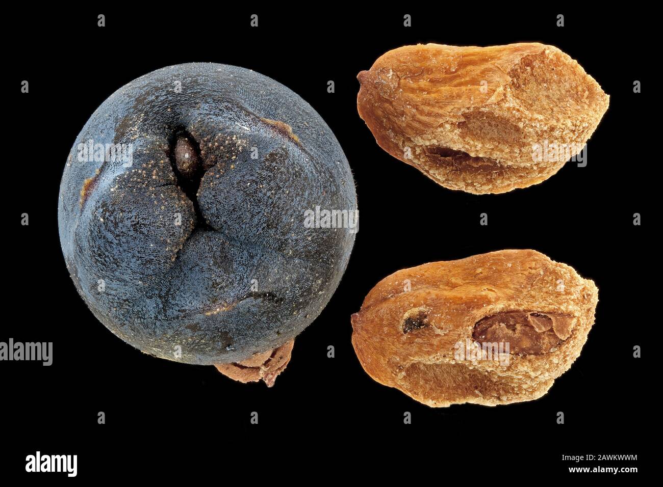 Juniperus communis, Common juniper, Gewöhnlicher Wacholder, fruit (cone) with seeds, close up, seeds 4-5 mm long Stock Photo