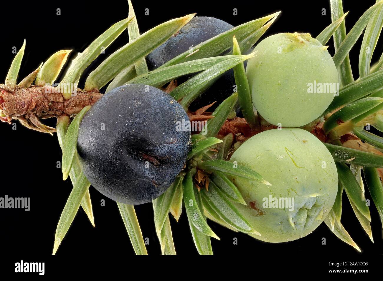 Juniperus communis, Common juniper, Gewöhnlicher Wacholder, fruits (cones), close up Stock Photo
